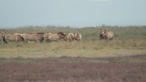 Nervous-wild-Przewalski-horses-grazing-in-the-plains