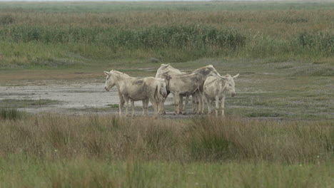 Gruppe-Weißer-Esel