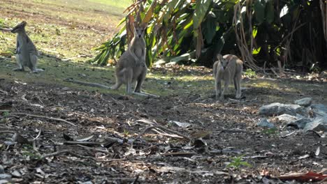 Three-australian-wildlife-kangaroos-on-grass-looking-towards-camera,-pop-up-from-hind-legs-to-sit-on-tail