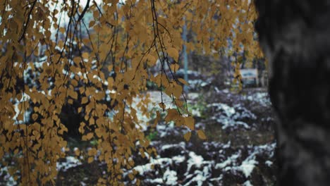 Statische-Aufnahme-Eines-Baumes-Mit-Gelben-Blättern-Im-Winter