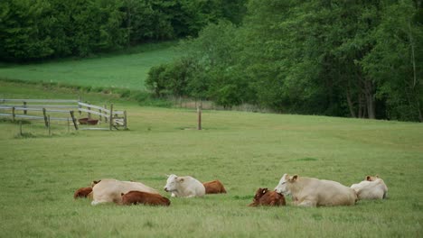 White-cows-and-brown-calfs-lay-down-in-idyllic-grassy-field