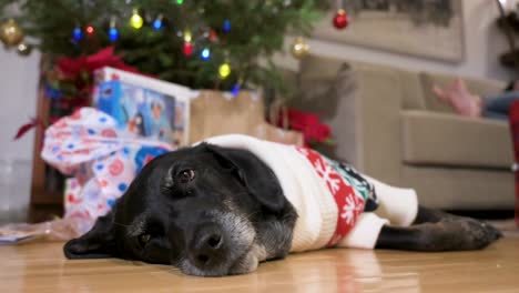 A-sleepy-black-senior-labrador-dog-wearing-a-Christmas-themed-sweater-as-it-lies-on-the-ground-next-to-Christmas-gifts-and-a-decorated-tree