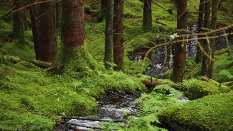 A-shallow-creek-flows-between-moss-covered-pine-trees