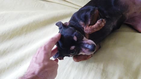 Male-Hand-Strokes-Mini-Pinscher-Cute-Miniature-Dog-Laying-Down-Slow-Motion
