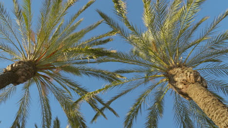 Panoramic-aerial-view-of-majestic-palm-trees-swaying-against-vibrant-azure-sky