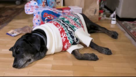 A-black-senior-labrador-dog-wearing-a-Christmas-themed-sweater-as-it-lies-on-the-ground-next-to-a-Christmas-gifts