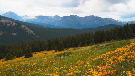 Cinematic-stunning-yellow-alpine-wildflowers-Boreas-Berthod-Pass-Breckenridge-Colorado-aerial-afternoon-Rocky-mountains-Quandary-Mt-Lincoln-14er-stunning-landscape-cloudy-foggy-afternoon-pan-left