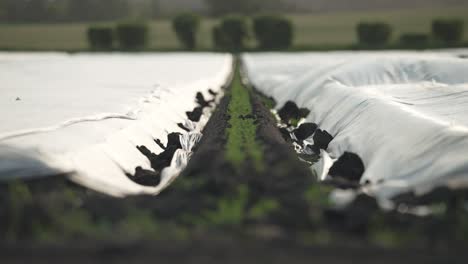 Piles-of-dirt-hold-down-plastic-tarps-covering-rows-of-farmland-field