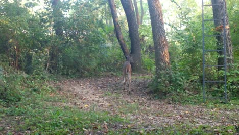 White-tail-deer---yearling-slowly-walks-along-trail-in-the-woods-in-the-Midwest-in-late-summer