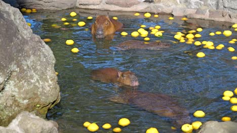 Zeitlupenansicht-Eines-Süßen-Capybaras,-Der-Mit-Yuzu-Ein-Thermalbad-Im-Izu-Shaboten-Zoo-In-Japan-Nimmt