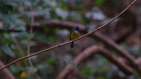 Perched-on-a-small-vine-late-in-the-afternoon-as-the-camera-zooms-out,-Gray-headed-Canary-Flycatcher-Culicicapa-ceylonensis,-Thailand