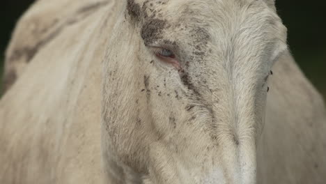 Close-up-of-a-blue-eyed-white-donkey