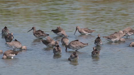 All-busy-foraging-for-food-at-a-swampy-area,-Black-tailed-Godwit-Limosa-limosa,-Thailand