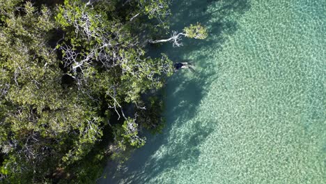 Female-swimmer-drifts-slowly-down-a-clear-water-ocean-estuary-exploring-a-Mangrove-forest