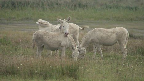 Eine-Gruppe-Weißer-Esel