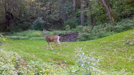White-tail-deer---Doe-slowly,-cautiously-walks-through-a-clearing-in-the-woods