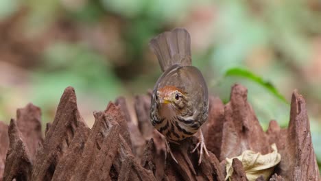 Zooming-in-revealing-this-Puff-throated-Babbler-or-Spotted-Babbler-looking-around,-Pellorneum-ruficeps,-Thailand