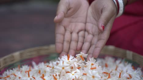 Nachtjasmin,-Seuli-Oder-Shefali-Blume-Ist-Die-Symbolblume-Des-Saradiya--Oder-Durga-Puja-Festivals-In-Der-Herbstsaison