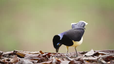 A-Plush-crested-Jay-indulging-in-a-feast-of-seeds