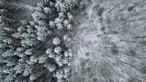 Aerial-top-down-shot,-split-above-snowy-spruce-and-leafless-trees,-cloudy-winter-day