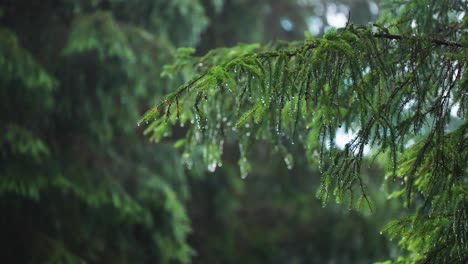 Fluffy-pine-tree-branches-beaded-with-raindrops