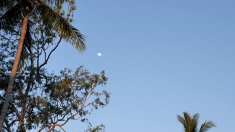 Slow-motion-palm-tree-swaying-in-breeze-with-blue-sky-background-and-large-moon-with-birds-flying-past-midground