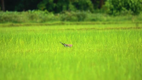 Dove-bird-spotted-in-green-paddy-maize-corn-field-in-Bangladesh,-Asia