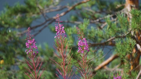 Bright-pink-fireweed-flowers