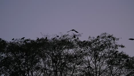 Silhouetten-Von-Vögeln,-Die-In-Der-Abenddämmerung-Slomo-Zu-Den-Baumwipfeln-Fliegen
