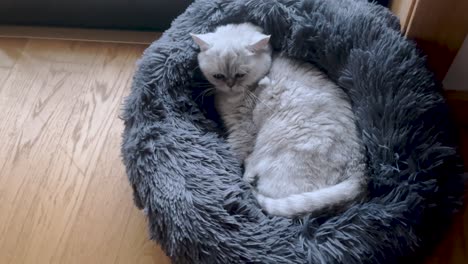 close-view-of-White-Persian-cat-resting-in-its-cozy,-gray-fur-bed
