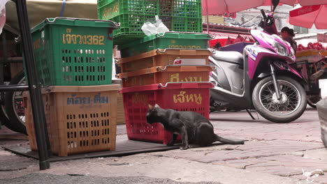 Schwarze-Katze-Auf-Schmutzigen-Straßen-Von-Chinatown-In-Bangkok,-Thailand