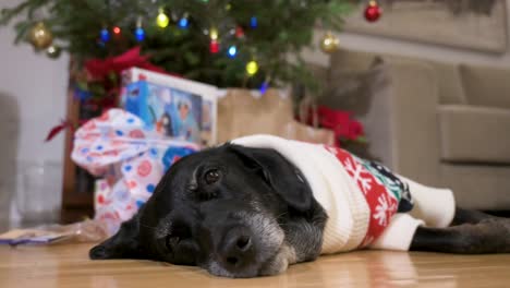 A-black-senior-labrador-dog-wearing-a-Christmas-themed-sweater-as-it-lies-on-the-ground-next-to-a-decorated-Christmas-tree-and-gifts