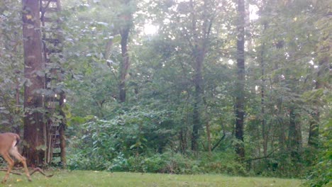 white-tail-deer---8-point-buck-alert-and-cautiously-walks-through-a-clearing-in-the-woods-in-the-upper-Midwest-in-late-summer
