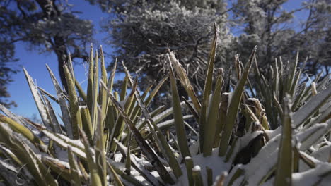 Wunderschöne-Wüsten-Agavenpflanzen,-Die-Im-Winter-An-Einem-Sonnigen-Tag-In-Arizona-Mit-Schnee-Bedeckt-Sind