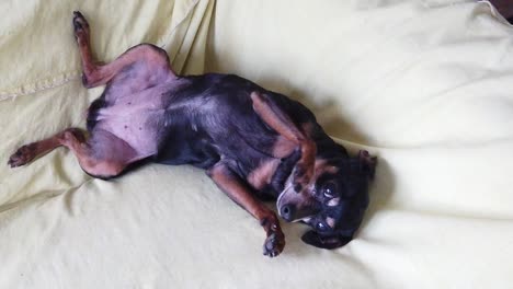 Mini-Pinscher-Pin-Tiny-Dog-Rests-Laying-Down-at-Chill-Sofa,-Slow-Motion-Cute-Pet