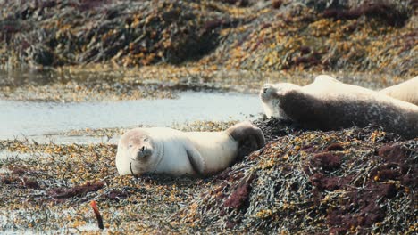Harbor-Seals-Sleeping-Under-The-Sunlight-At-Ytri-Tunga-Beach-In-Iceland