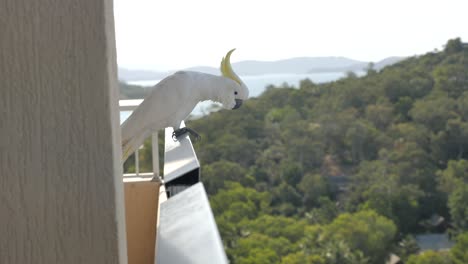Zeitlupe-Eines-Kakadu-Vogels,-Der-Auf-Dem-Geländer-Des-Hotelbalkons-Mit-Blick-Auf-Wald-Und-Wasserfläche-Sitzt,-Während-Der-Wind-Federn-Kräuselt