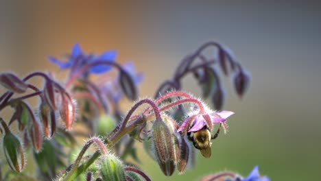 Biene-Auf-Borretschblüte---Nahaufnahme