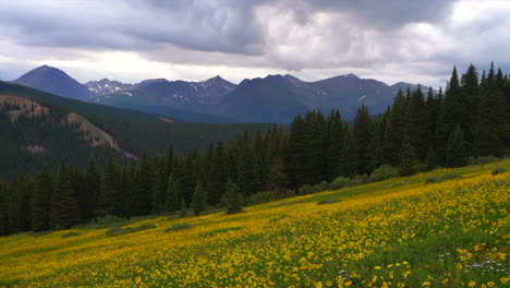 Cinematic-stunning-yellow-alpine-wildflowers-Boreas-Berthod-Pass-Breckenridge-Colorado-aerial-afternoon-Rocky-mountains-Quandary-Mt-Lincoln-14er-stunning-landscape-cloudy-rain-noon-pan-left-slowly