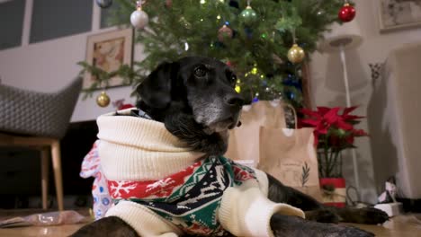 A-black-senior-labrador-dog-wearing-a-Christmas-themed-sweater-as-it-lies-on-the-ground-next-to-a-decorated-Christmas-tree
