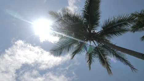 Slow-pan-around-tropical-palm-tree-slowly-swaying-in-wind-on-bright,-warm-day-with-sun-shining-through-branches