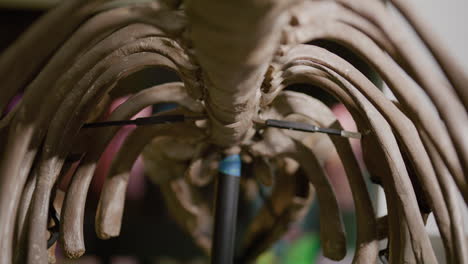 Chrysocetus-Fouadasii-Skelett---Fossiler-Brustkorb-Eines-Wasserdinosauriers,-Innenansicht