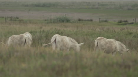 Three-white-donkeys-grazing-on-a-meadow