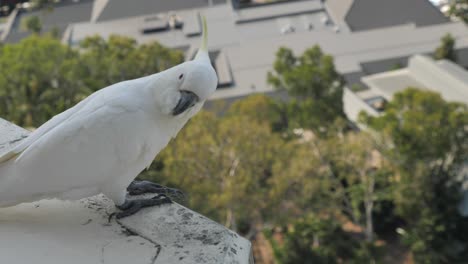 Slow-motion-of-cockatoo-bird-sitting-on-ledge-of-balcony-overlooking-hotel-area-and-looking-at-camera,-scratches-head,-while-wind-ruffles-feathers