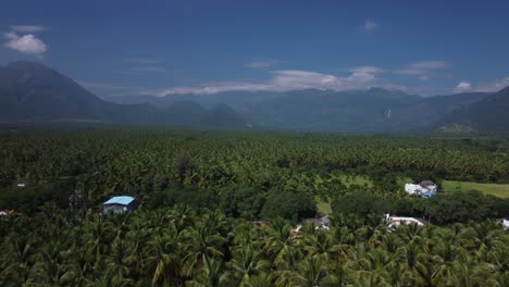 Drone-shot-of-coconut-cultivation-in-the-coastal-region-of-southern-India