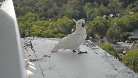 Slow-motion-of-cockatoo-bird-walking-along-balcony-edge-towards-camera,-looks-over-and-jumps-off-to-fly-away-with-green-forest-and-hotel-bungalow-background