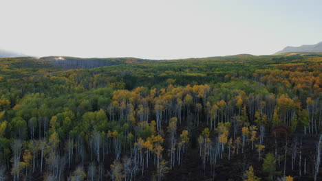 Stunning-bright-bluebird-sun-flare-morning-autumn-Aspen-tree-forest-fall-golden-yellow-colors-Kebler-Pass-aerial-cinematic-drone-Crested-Butte-Gunnison-Colorado-Rocky-Mountains-upward