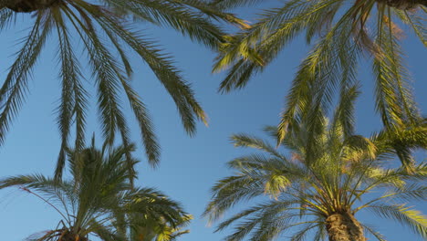 Kamerafahrt-Durch-üppigen-Palmenwald-An-Einem-Strahlenden-Sommertag-Mit-Kristallklarem-Blauen-Himmel