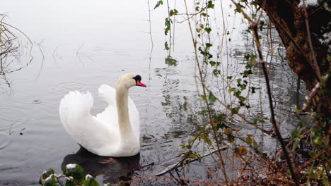 Slow-motion-shot-of-a-swan-on-the-lake-in-a-winter-rainy-day