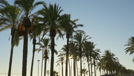 Palmen-Am-Strand-An-Einem-Sonnigen-Tag-Mit-Strahlend-Blauem-Himmel